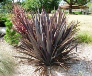 A gracefully standing Phormium 'Purple Haze' Flax in a 6" pot, with its spiky, burgundy-colored leaves, enhances a dry, landscaped area surrounded by grass and trees.