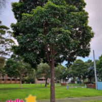 Hello Hello plants nursery melbourne victoria australia Lophostemon Confertus Queensland brush box tree evergreen tree