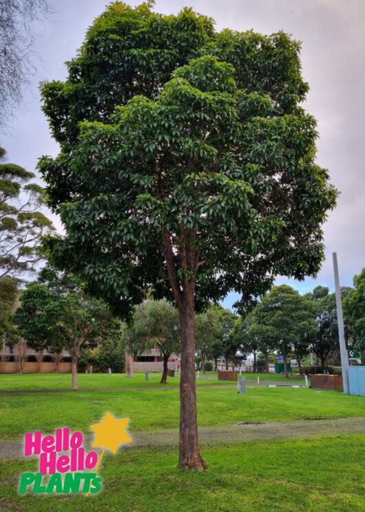 Hello Hello plants nursery melbourne victoria australia Lophostemon Confertus Queensland brush box tree evergreen tree