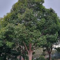 Hello Hello plants nursery melbourne victoria australia Lophostemon Confertus Queensland brush box tree evergreen