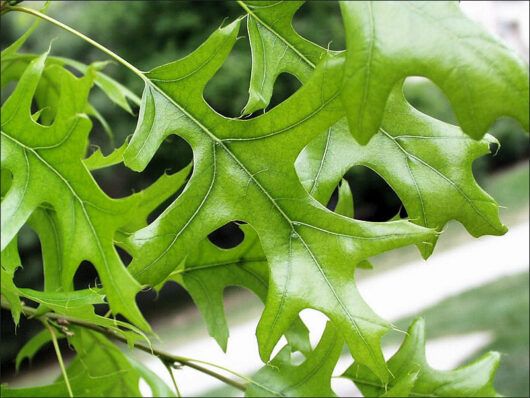 Quercus 'Pin Oak Tree' 20" Pot