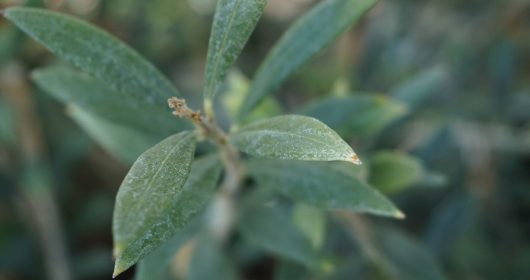 Olea 'Swan Hill' Olive Tree