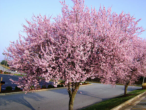 Plum-Tree