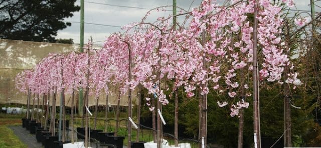 Weeping Cherry Tree Clearance News Plant Sales Plant Specials Plants Hello Hello Plants Garden Supplies