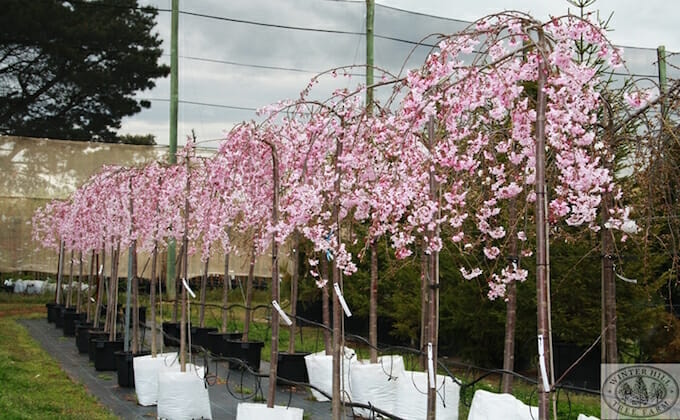 A row of pink Weeping Cherry Trees in a garden.