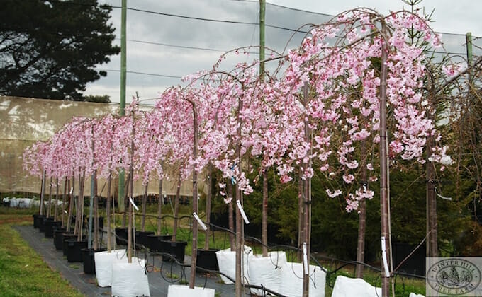 Weeping Cherry Tree