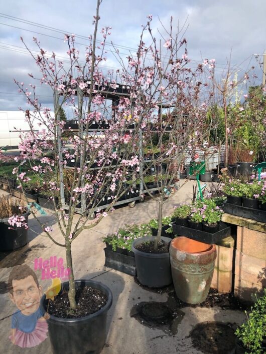 Prunus cerasifera ‘Nigra’ 16" Pot @ Hello Hello Plants