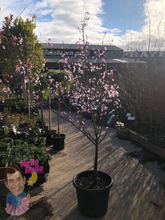 Prunus cerasifera ‘Nigra’ 16" Pot @ Hello Hello Plants
