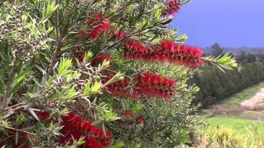 Callistemon 'Red Alert' Bottle Brush flowers on a tree in a field.
