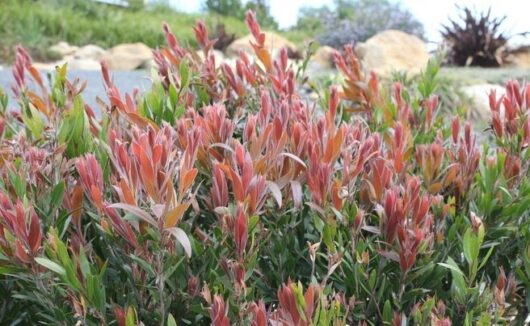 A Callistemon 'Red Alert' Bottle Brush, with vibrant red leaves situated in front of rocks.