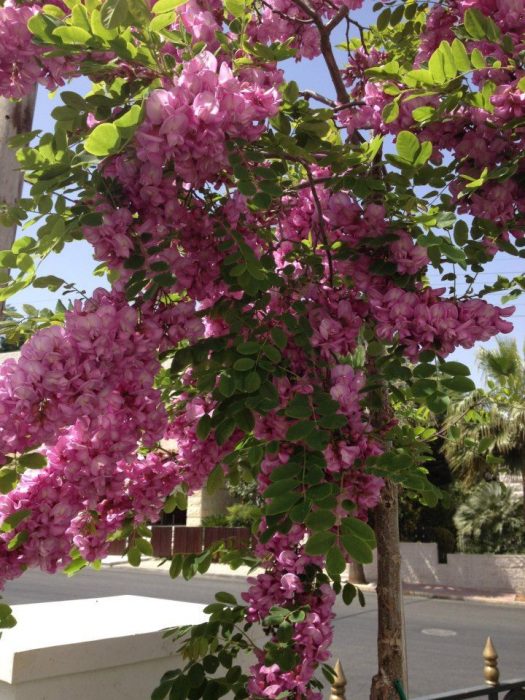 A Robinia 'Purple Robe' Locust Tree 12" Pot with pink flowers in the middle of a street.