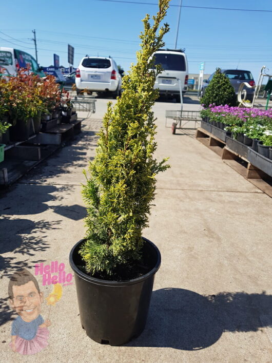 Conifer Swanes Golden 8" Pot