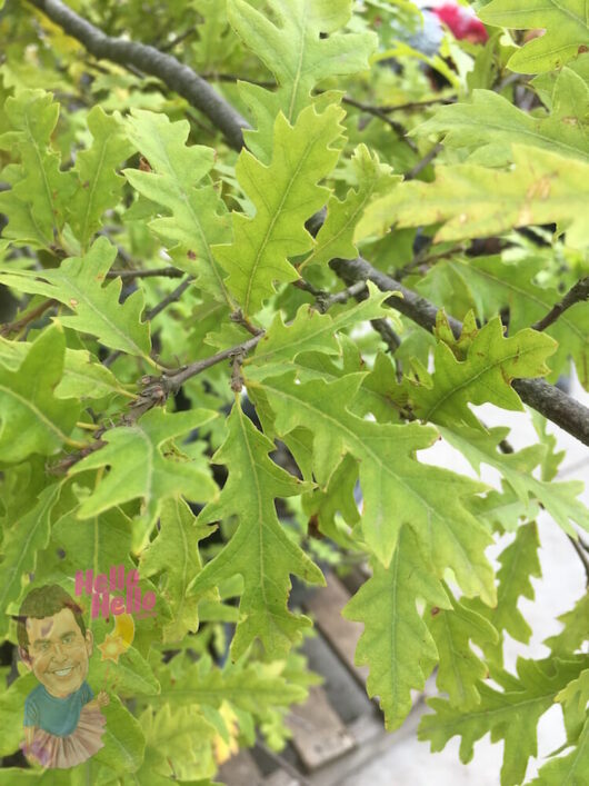 Turkey Oak Leaf