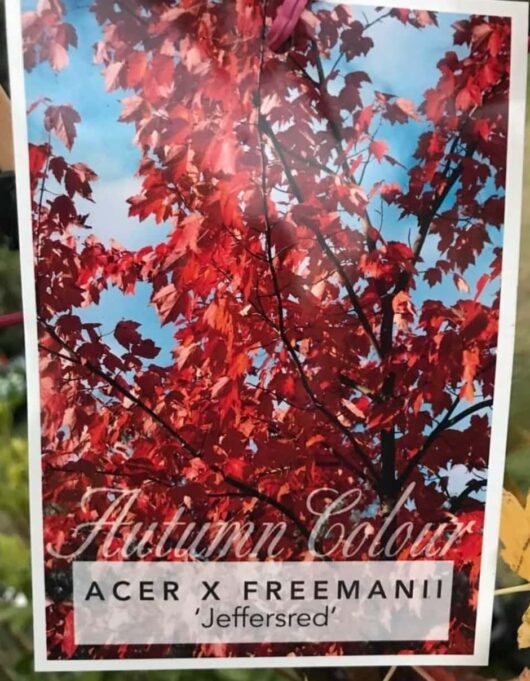 acer freemanii jeffered maple