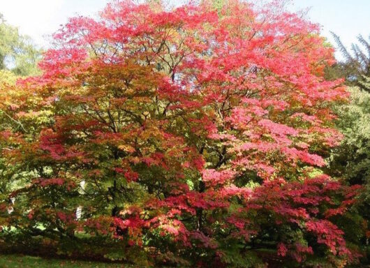 Acer 'Full Moon' Japanese Maple