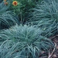 A group of blue grasses, including Carex 'Blue Sedge' 6" Pot and Carex 'Blue Sedge' 6" Pot, planted in pots in a garden.