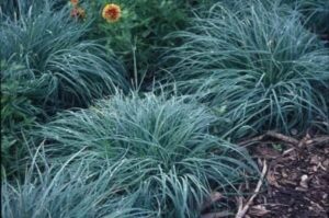 A group of blue grasses, including Carex 'Blue Sedge' 6" Pot and Carex 'Blue Sedge' 6" Pot, planted in pots in a garden.