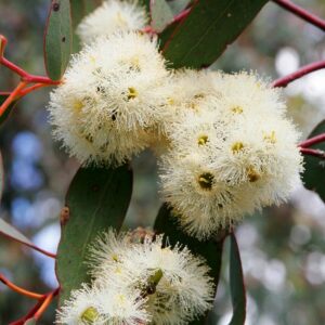 Eucalyptus 'Dwarf Sugar Gum' blooms on a tree branch.