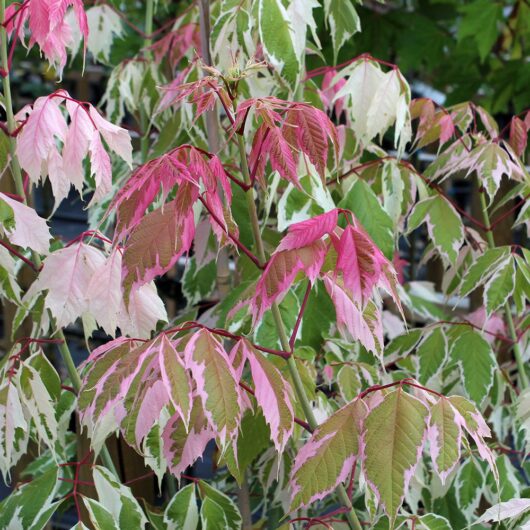A Acer 'Pink Flamingo' Japanese Maple 12" Pot plant with pink and white leaves in a garden.