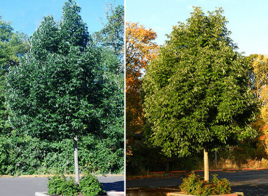 Fraxinus 'Urbanite® Ash' Tree