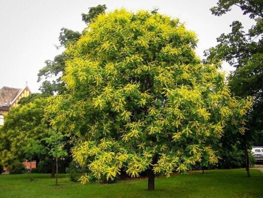 A Koelreuteria 'Golden Rain' Tree 10" Pot with yellow flowers in the park.