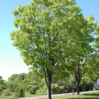 Zelkova 'Green Vase' Japanese Elm