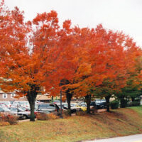 Zelkova 'Green Vase' Japanese Elm
