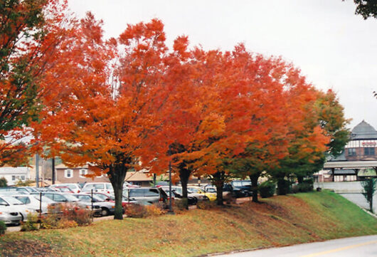 Zelkova 'Green Vase' Japanese Elm