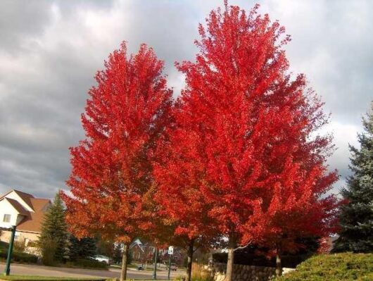 Acer 'Jeffers Red' Maple