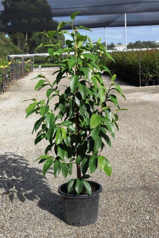 A young Magnolia 'Bubbles' 13" Pot tree with glossy green leaves, growing in a black plastic pot, placed on a gravel surface in a nursery setting.