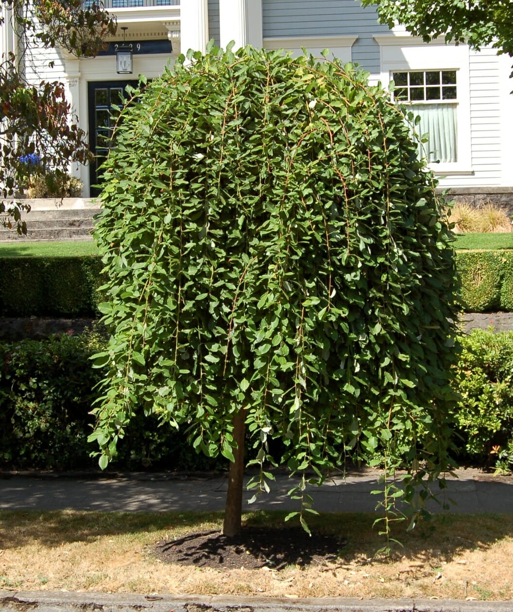 Celtic Cascade - Hello Hello Plants &amp; Garden Supplies