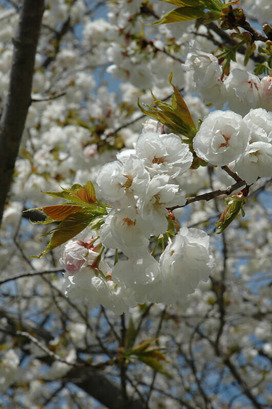 Close-up of white Prunus 'Mount Fuji' Weeping Cherry 1.8m 16" Pot blossoms with fresh green leaves against a blurred background of a blue sky and other branches.