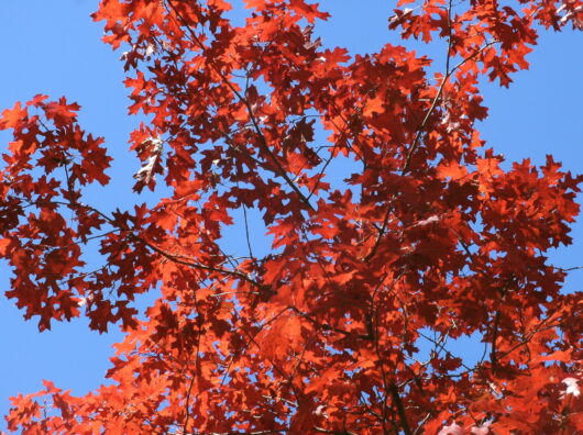 Quercus 'Red Oak' Tree