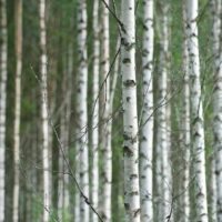 Silver Birch