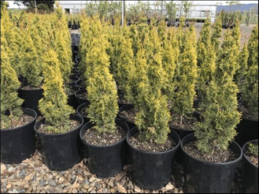 Cupressus 'Swanes Gold' Conifer 8" Pot