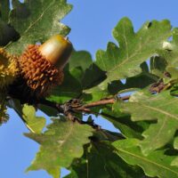 Close-up of acorns on a Quercus 'Turkey Oak' Tree branch with lush green leaves set against a clear blue sky.
