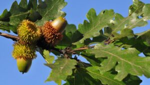 Close-up of acorns on a Quercus 'Turkey Oak' Tree branch with lush green leaves set against a clear blue sky.