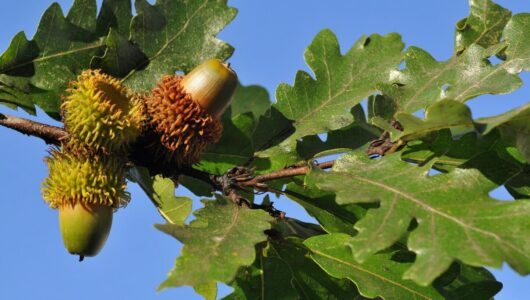 Close-up of acorns on a Quercus 'Turkey Oak' Tree branch with lush green leaves set against a clear blue sky.