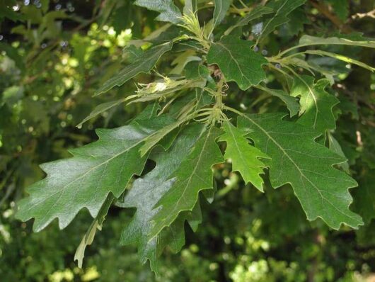 Quercus 'Turkey Oak' Tree