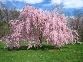 weeping-cherry1