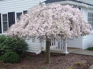 weeping-cherry2