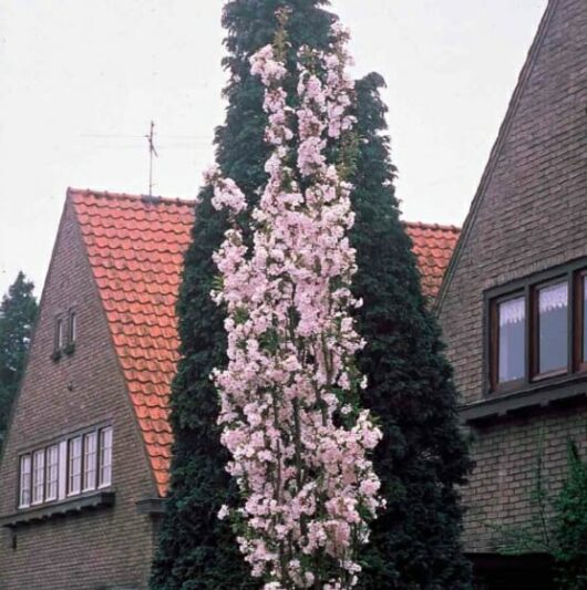 A Father's Day plant standing majestically in front of a house.