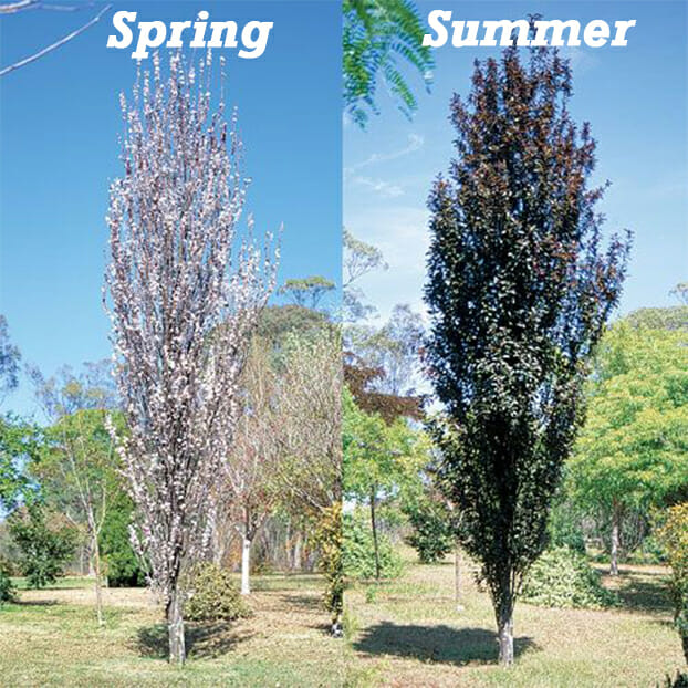 Spring and Summer