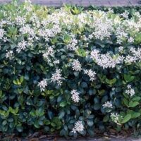 A Rhaphiolepis 'Snow Maiden' Indian Hawthorn 8" Pot bush with white flowers in front of Indian Hawthorn bushes.