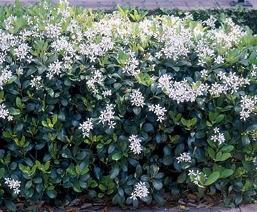 A Rhaphiolepis 'Snow Maiden' Indian Hawthorn 8" Pot bush with white flowers in front of Indian Hawthorn bushes.