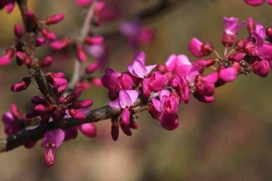 A close up of a Cercis 'Chinese Redbud' 8" Pot tree with pink flowers.