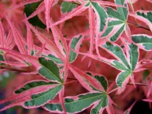 Acer 'Roseo Marginatum' Japanese Maple 10" Pot, commonly known as Japanese Maple, is a unique tree renowned for its striking pink and green leaves.