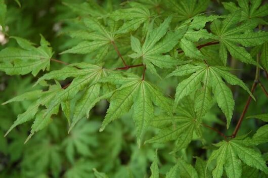 A close up of green leaves on an Acer 'Arakawa' Japanese Maple 13" Pot tree.
