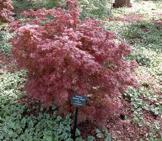 Acer 'Aratama' Japanese Maple 10" Pot