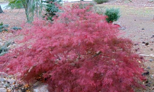 Acer 'Chantilly Lace' Japanese Maple